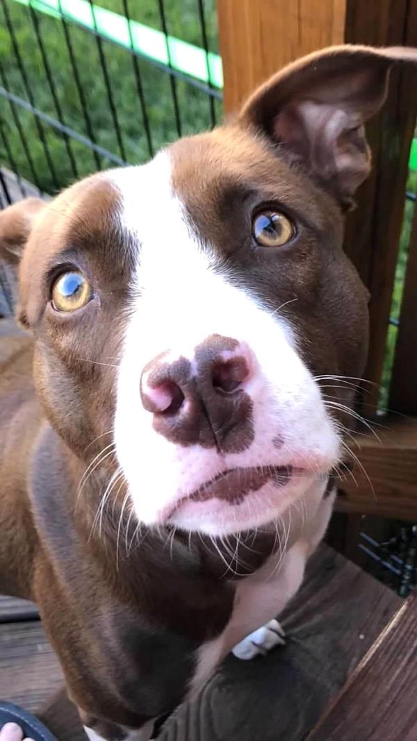 /Images/uploads/Humane Rescue Alliance/HRACalendarPhotoContest/entries/8518thumb.jpg